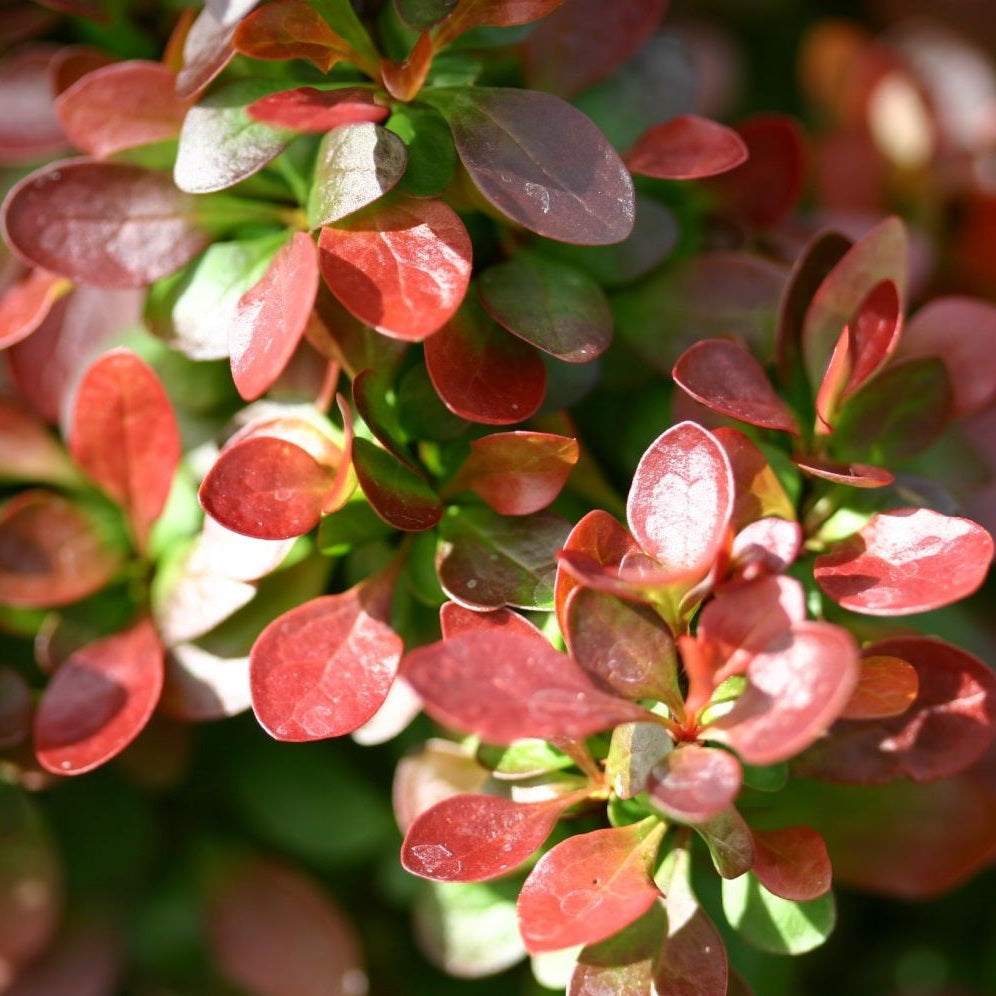 Japán vérborbolya (Berberis thunbergii 'Bagatelle')