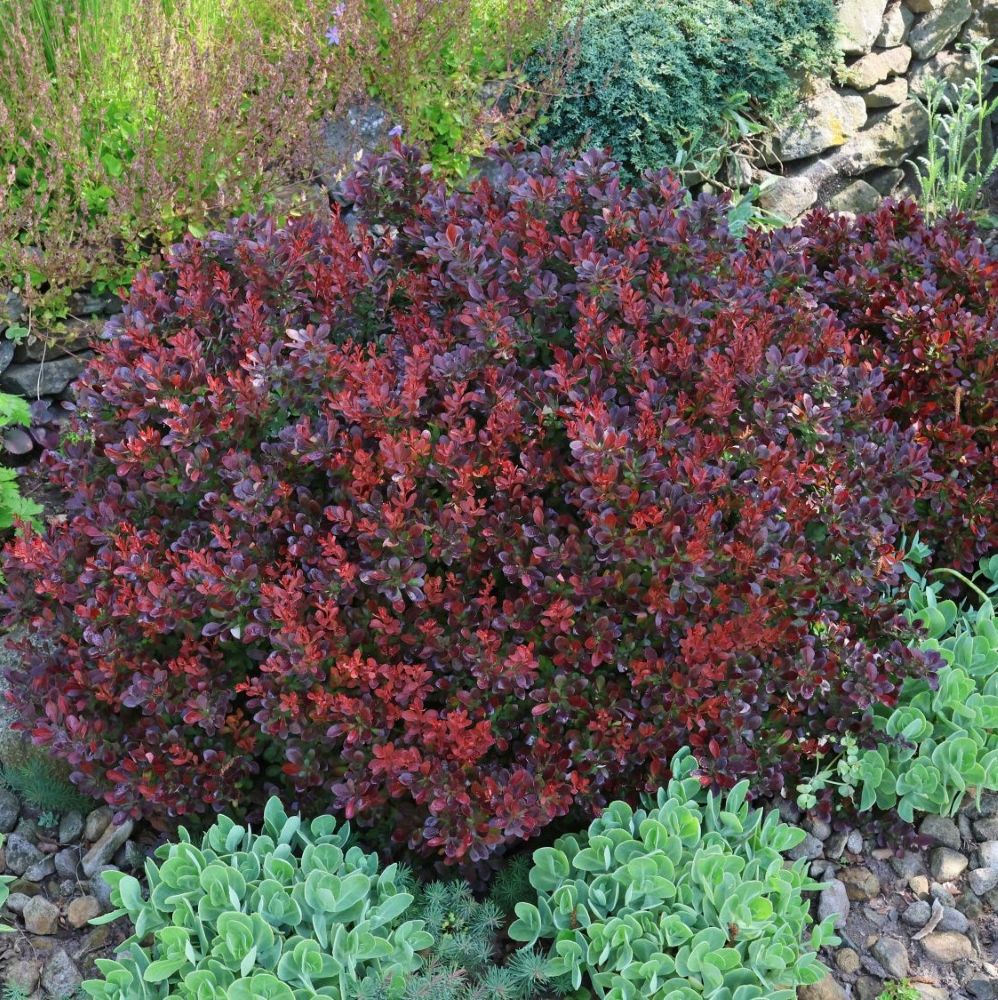 Japán vérborbolya (Berberis thunbergii 'Bagatelle')