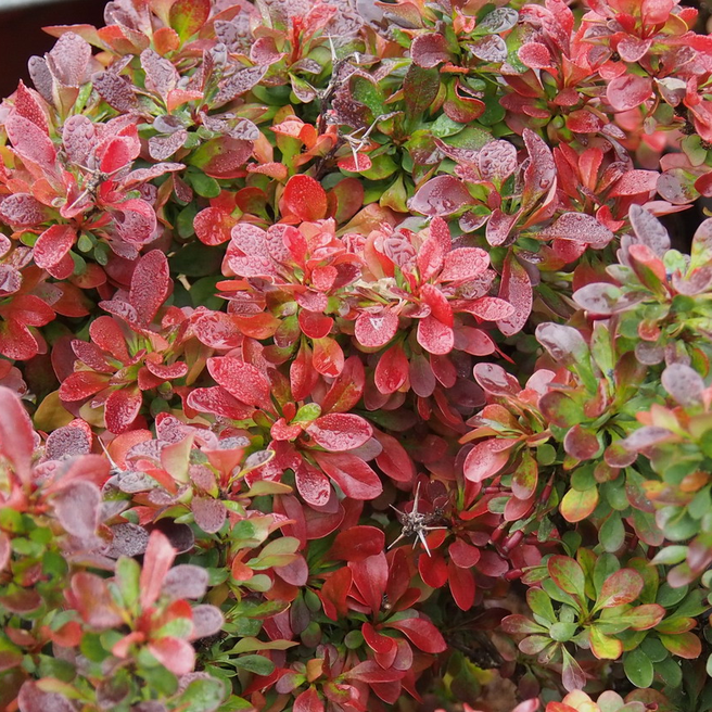 Japán vérborbolya (Berberis thunbergii 'Bagatelle')