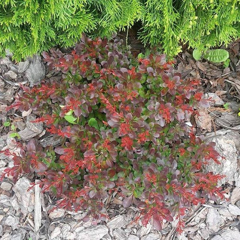 Japán vérborbolya (Berberis thunbergii 'Bagatelle')