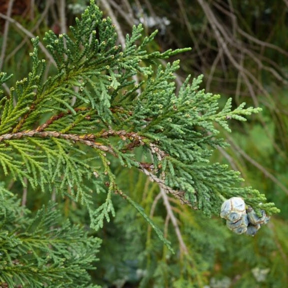Ezüstös oregoni hamisciprus (Chamaecyparis lawsoniana 'Ellwoodii')