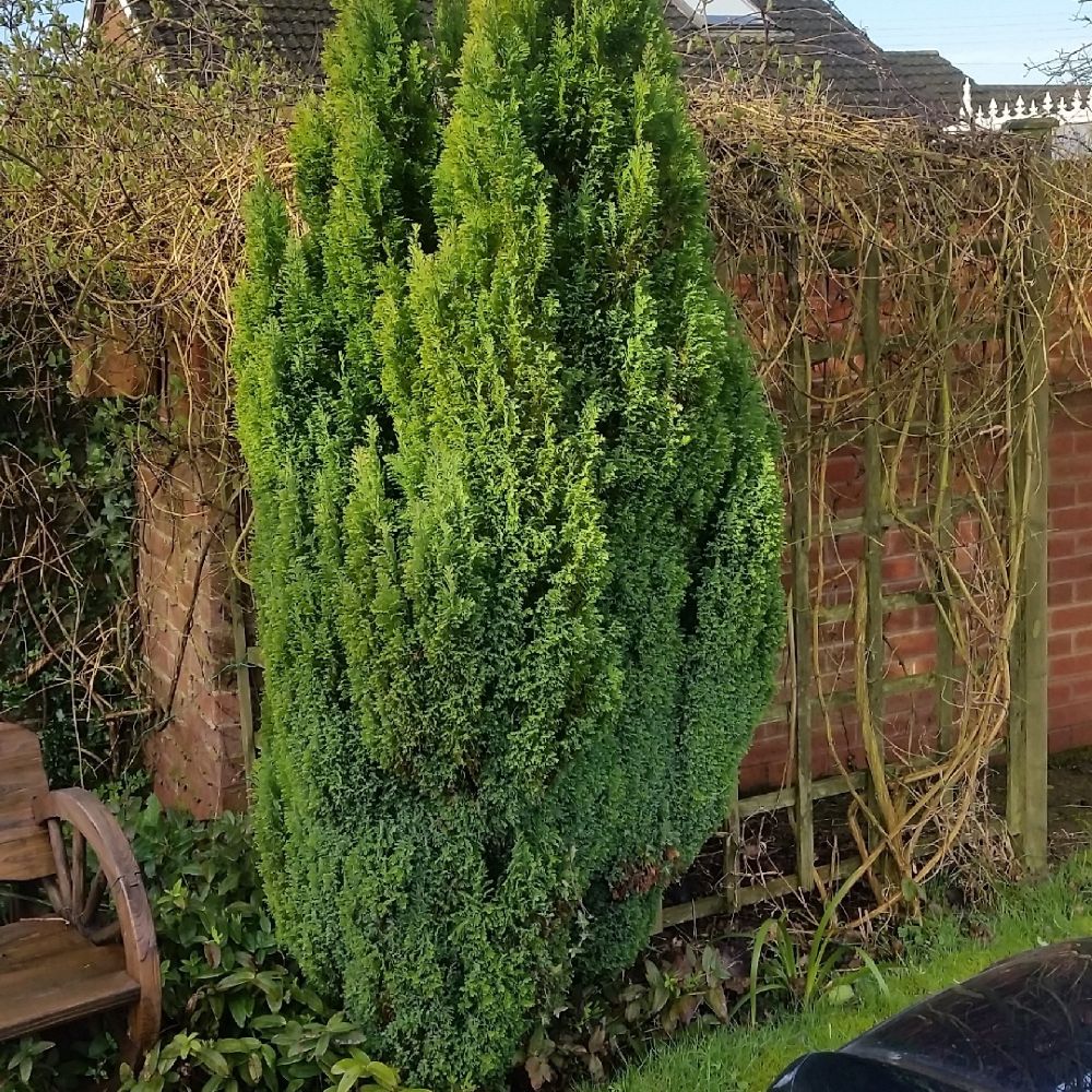 Ezüstös oregoni hamisciprus (Chamaecyparis lawsoniana 'Ellwoodii')