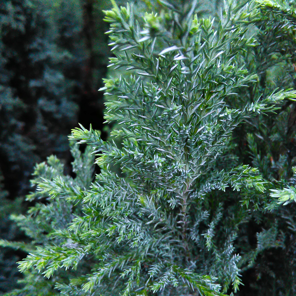Ezüstös oregoni hamisciprus (Chamaecyparis lawsoniana 'Ellwoodii')