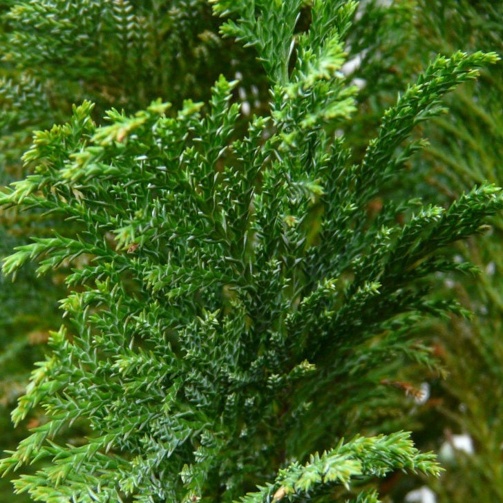 Ezüstös oregoni hamisciprus (Chamaecyparis lawsoniana 'Ellwoodii')