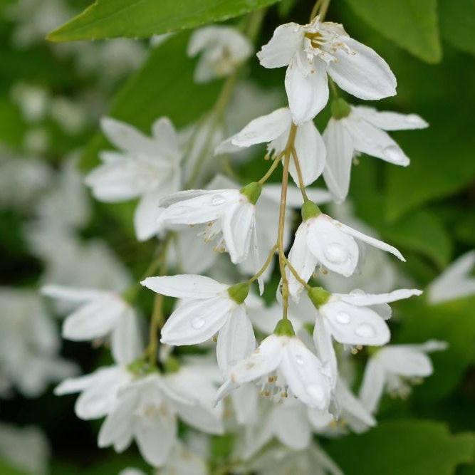 Karcsú gyöngyvirágcserje (Deutzia gracilis)