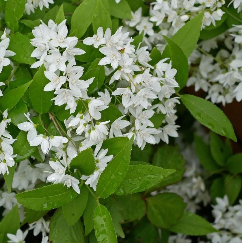 Karcsú gyöngyvirágcserje (Deutzia gracilis)