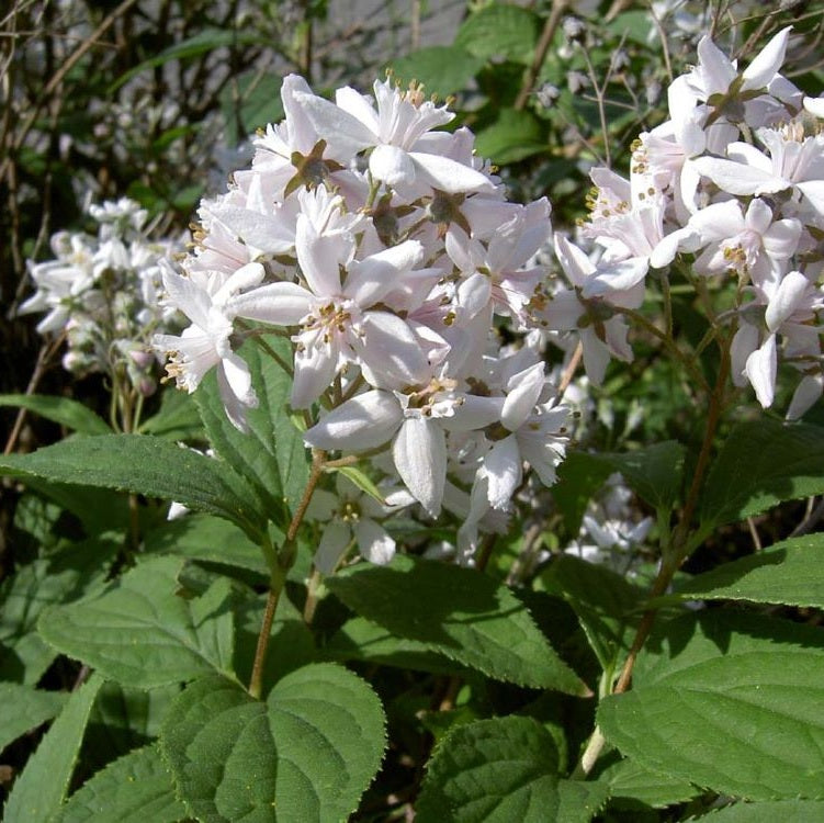 Karcsú gyöngyvirágcserje (Deutzia gracilis)