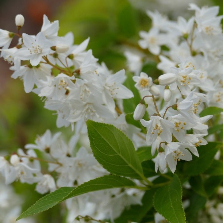 Karcsú gyöngyvirágcserje (Deutzia gracilis 'Nikko')