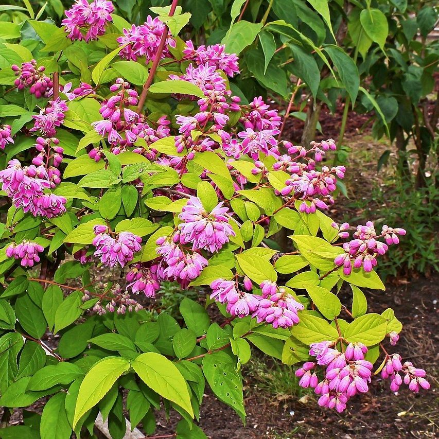 Gyöngyvirágcserje (Deutzia x hybrida 'Strawberry Fields')