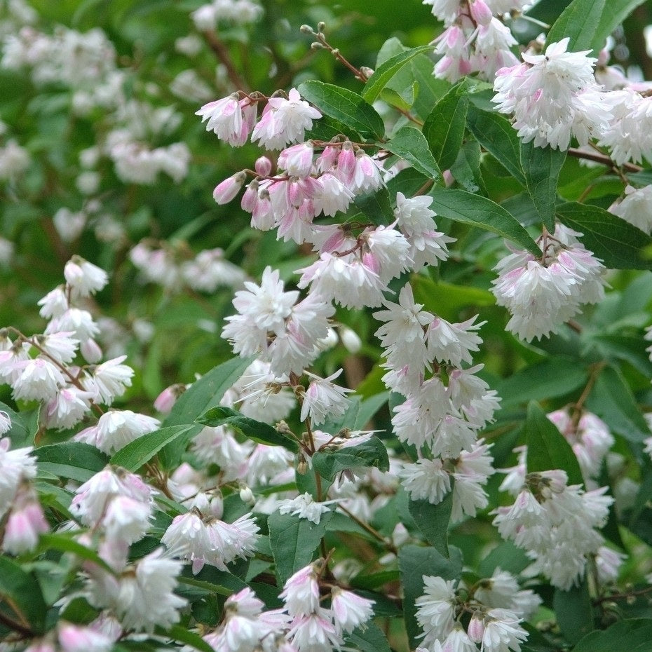 Teltvirágú gyöngyvirágcserje (Deutzia scabra 'Plena')