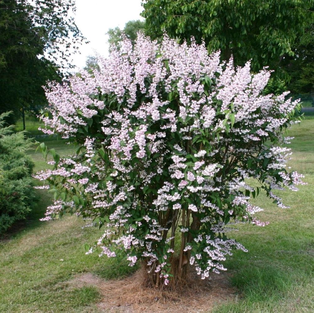 Teltvirágú gyöngyvirágcserje (Deutzia scabra 'Plena')