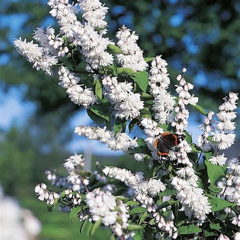 Teltvirágú gyöngyvirágcserje (Deutzia scabra 'Plena')