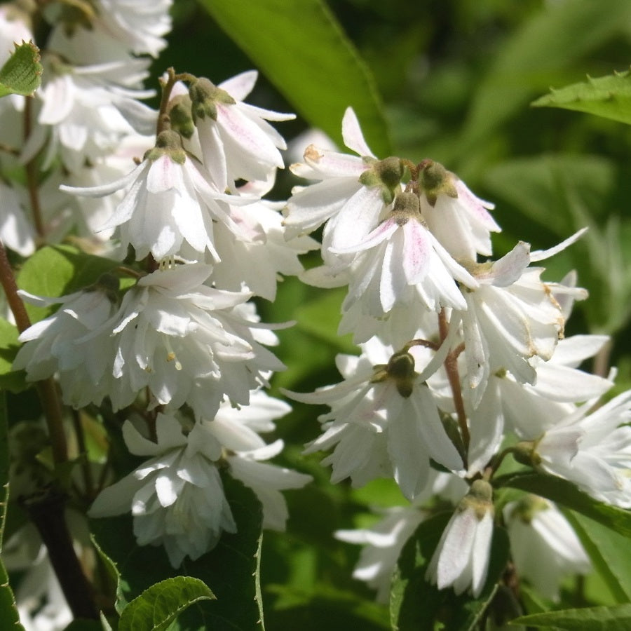 Teltvirágú gyöngyvirágcserje (Deutzia scabra 'Plena')