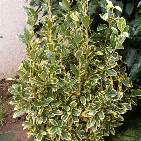Japán kecskerágó (Euonymus japonicus 'Bravo')