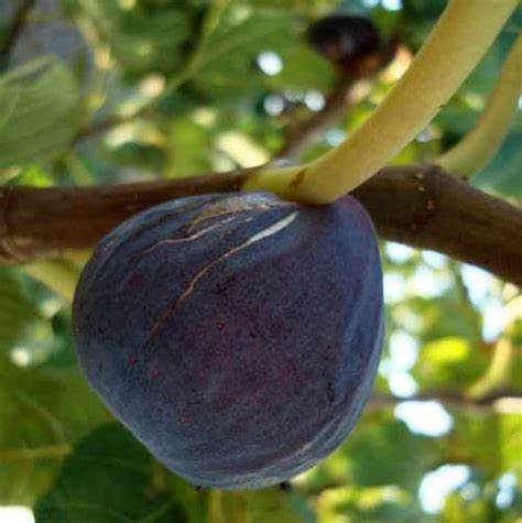 Füge (Ficus carica 'Brogiotto Nero')