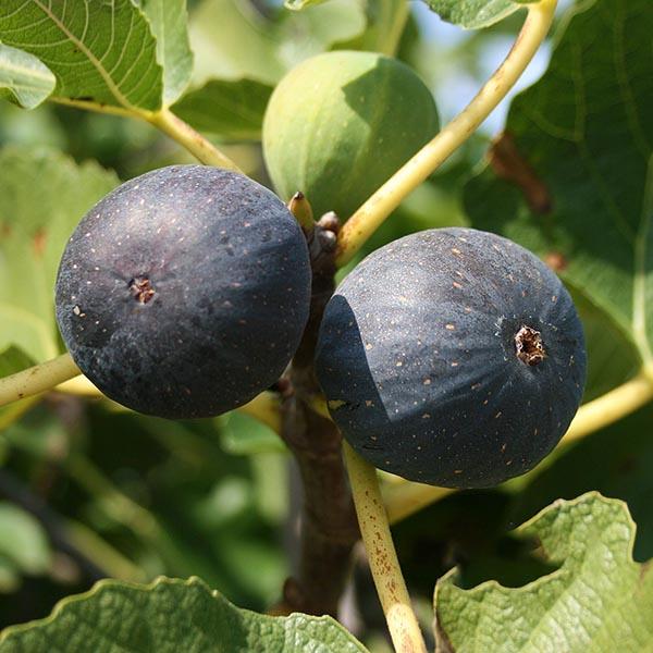 Füge (Ficus carica 'Brogiotto Nero')