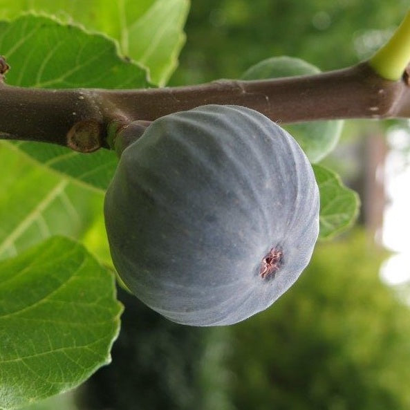 Füge (Ficus carica 'Brogiotto Nero')