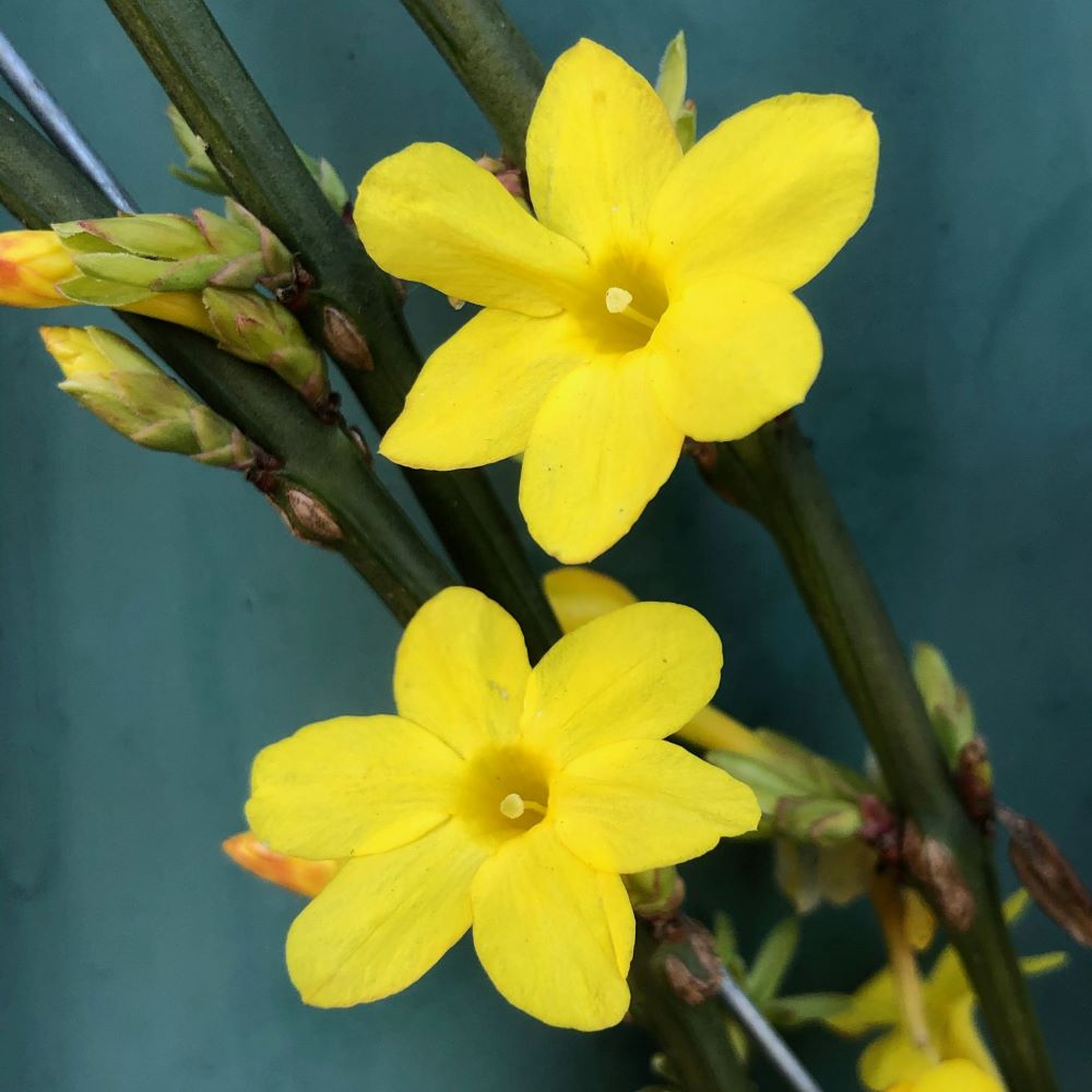 Téli jázmin (Jasminum nudiflorum)
