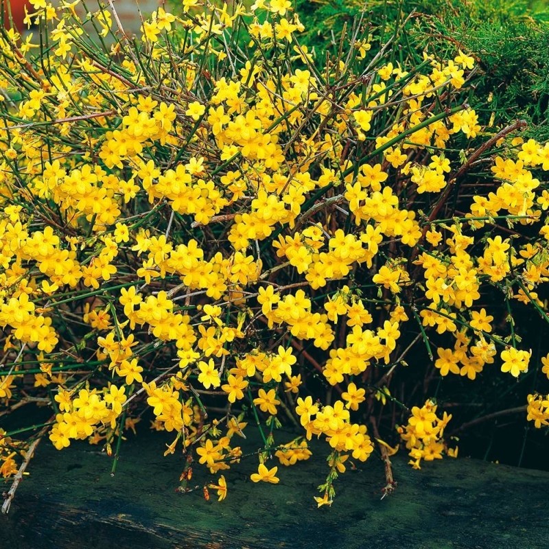 Téli jázmin (Jasminum nudiflorum)