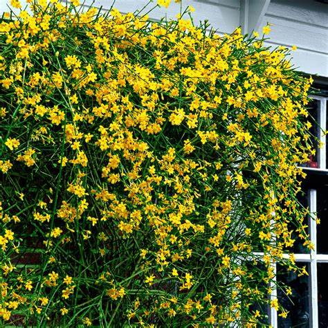 Téli jázmin (Jasminum nudiflorum)