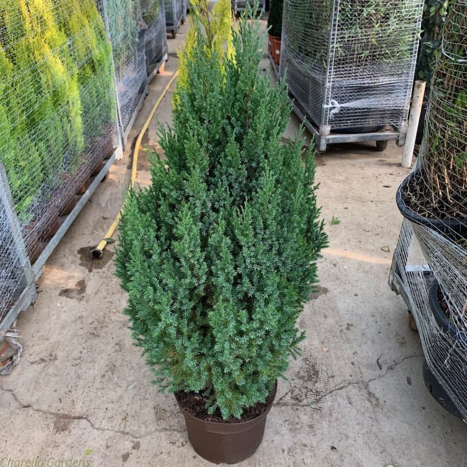 Kínai boróka (Juniperus chinensis 'Stricta')