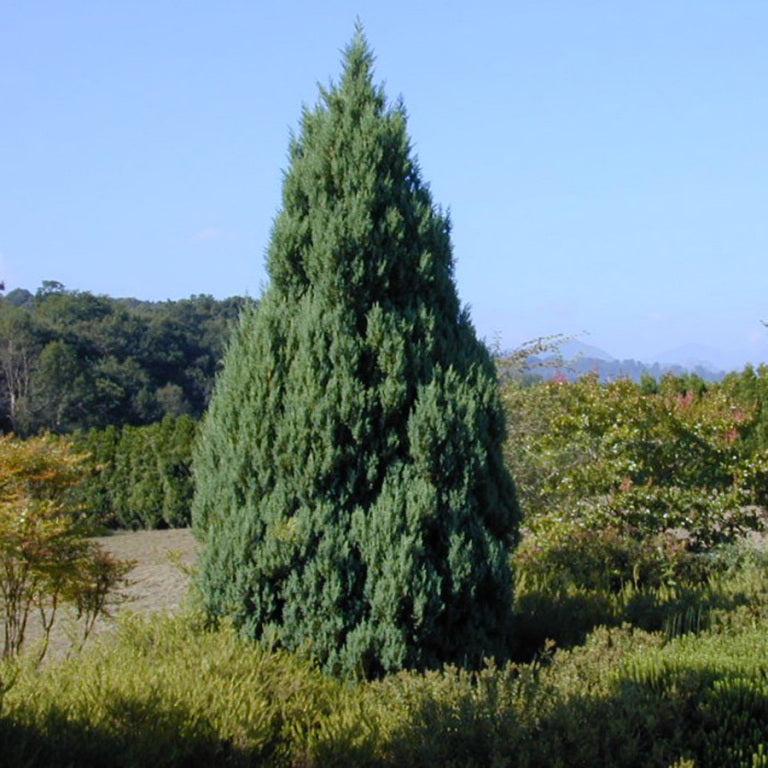 Kínai boróka (Juniperus chinensis 'Stricta')