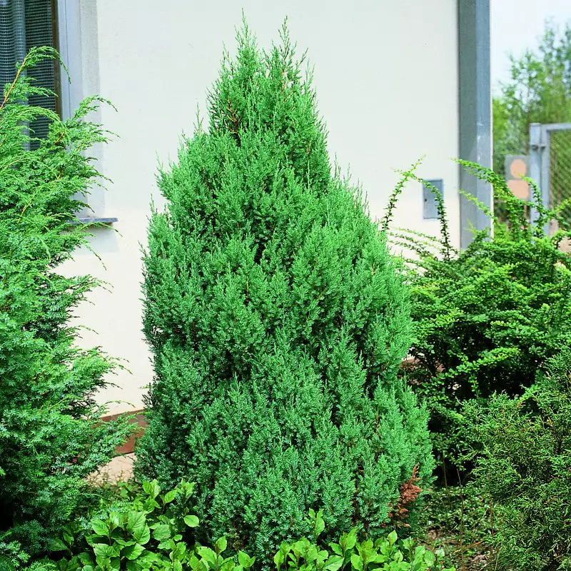 Kínai boróka (Juniperus chinensis 'Stricta')