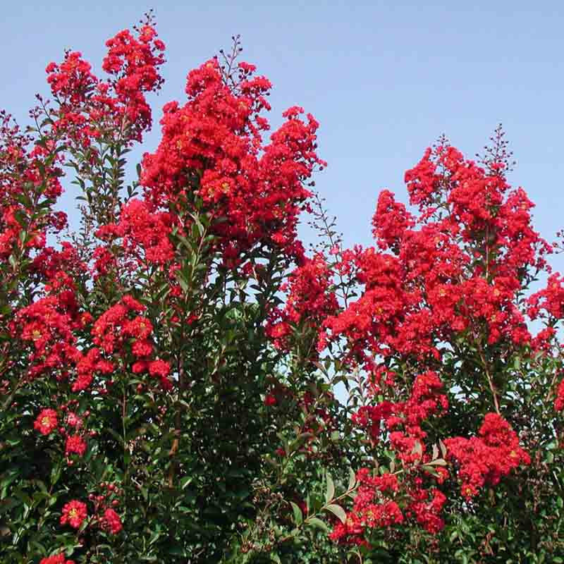 Kínai selyemmirtusz (Lagerstroemia indica 'Red Rocket')