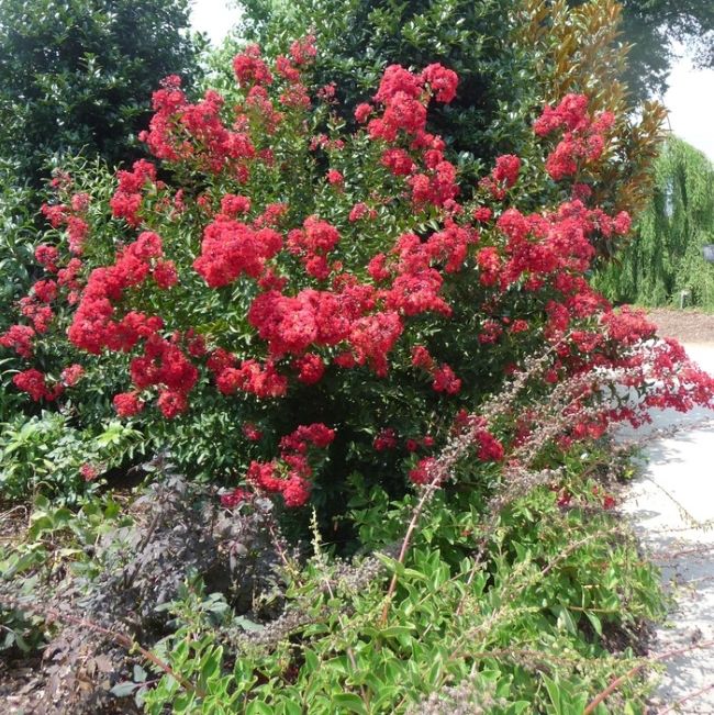 Kínai selyemmirtusz (Lagerstroemia indica 'Red Rocket')