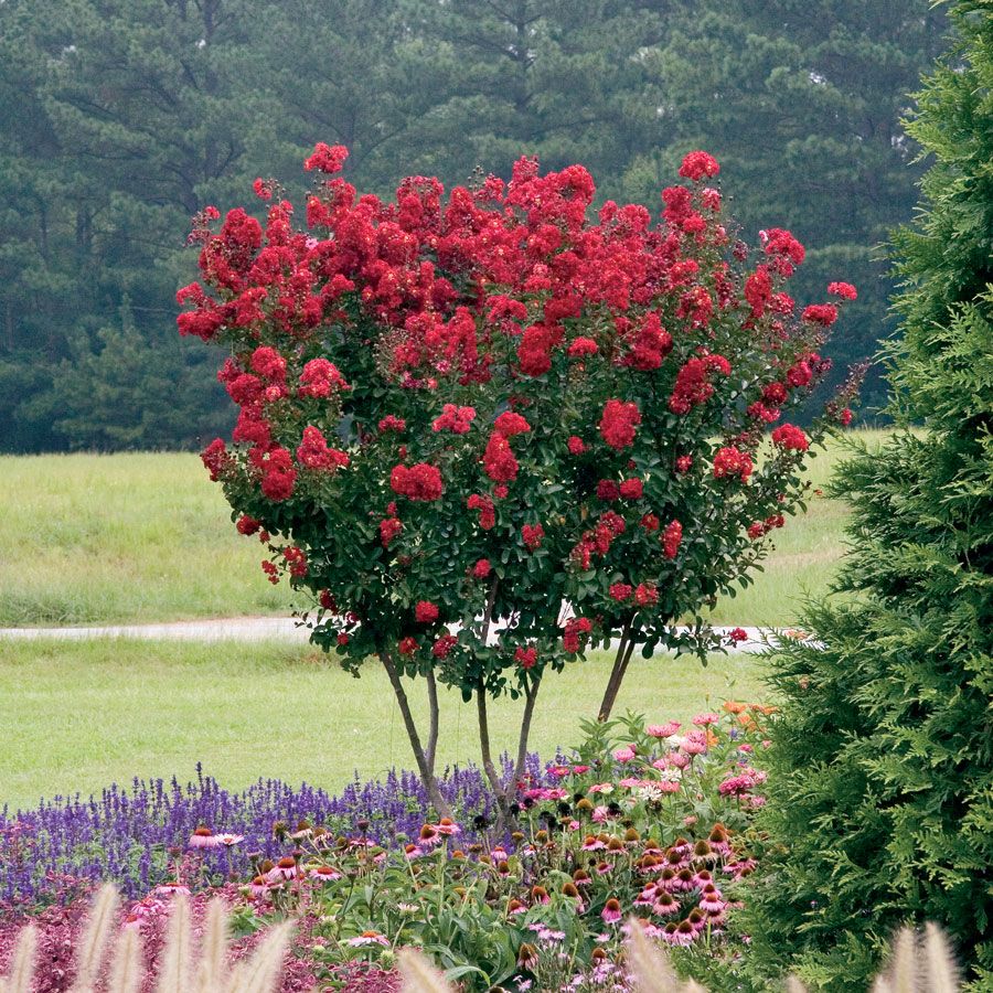 Kínai selyemmirtusz (Lagerstroemia indica 'Red Rocket')