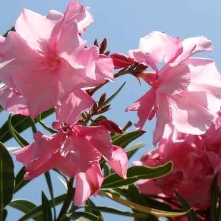 Télálló leander (Nerium oleander 'Cavalaire')