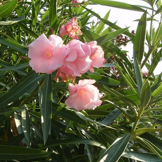 Télálló leander (Nerium oleander 'Cavalaire')