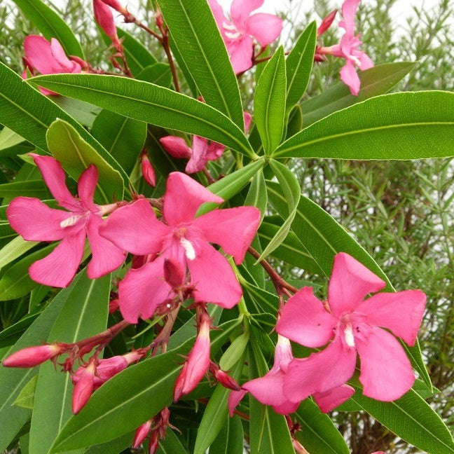 Télálló leander (Nerium oleander 'Itália')