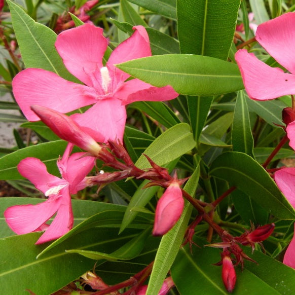 Télálló leander (Nerium oleander 'Itália')