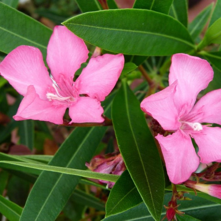 Télálló leander (Nerium oleander 'Itália')