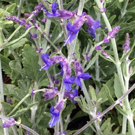 Sudárzsálya (Perovskia atriplicifolia 'Little Spire')