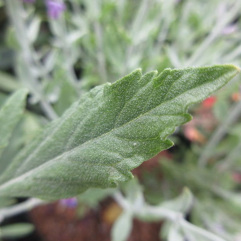 Sudárzsálya (Perovskia atriplicifolia 'Little Spire')
