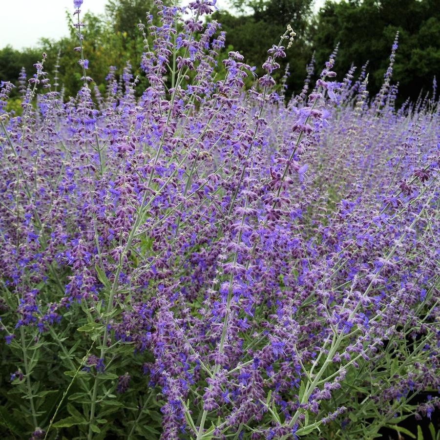 Sudárzsálya (Perovskia atriplicifolia 'Little Spire')