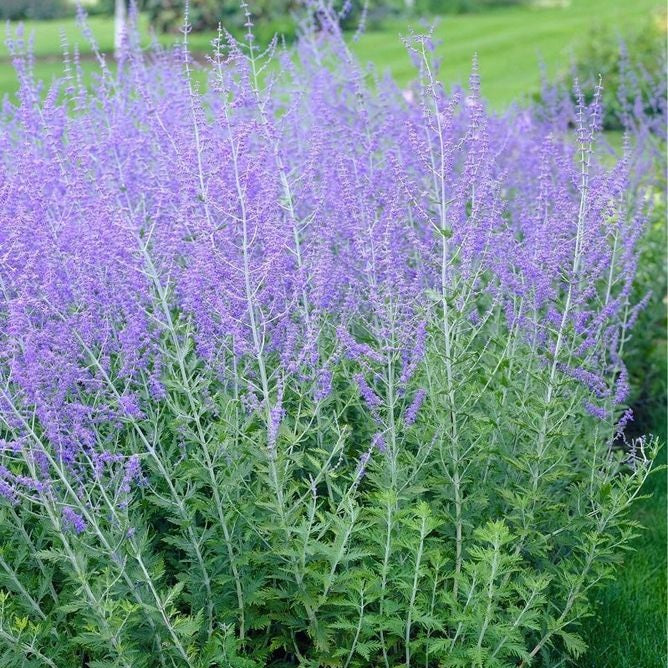 Sudárzsálya (Perovskia atriplicifolia 'Little Spire')