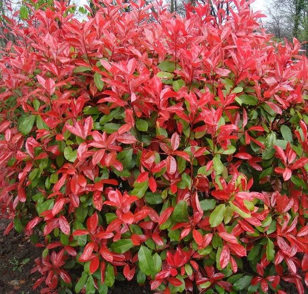 Korallberkenye (Photinia fraseri 'Camilvy')