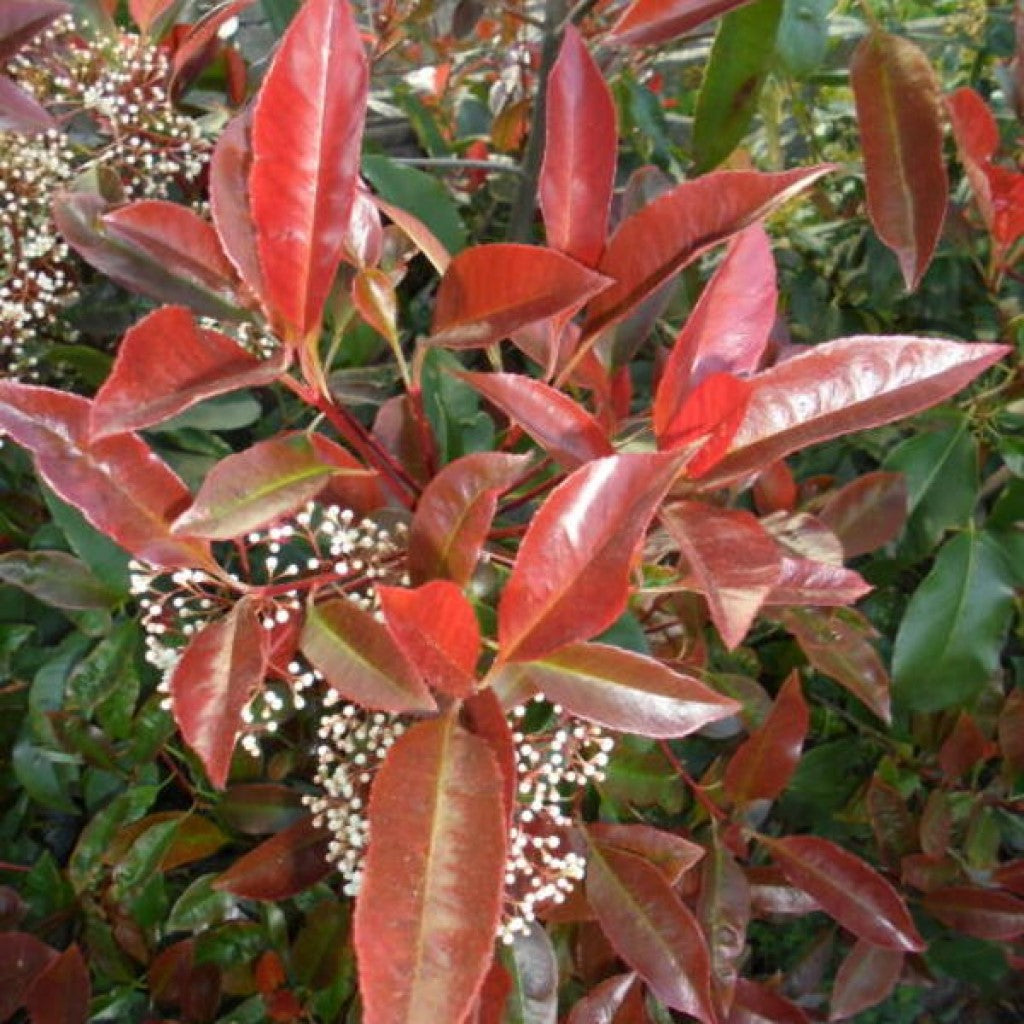 Korallberkenye (Photinia fraseri 'Camilvy')