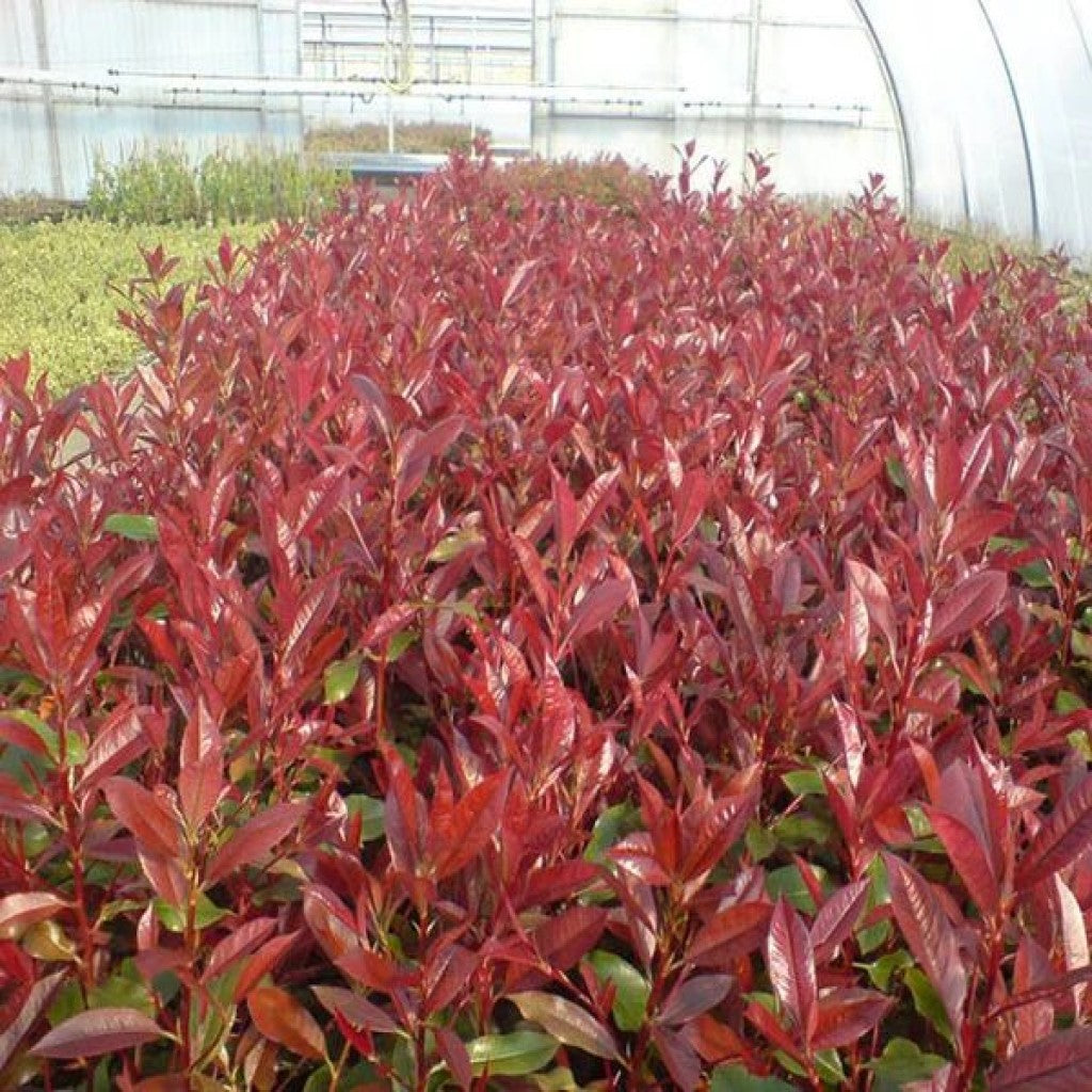 Korallberkenye (Photinia fraseri 'Camilvy')