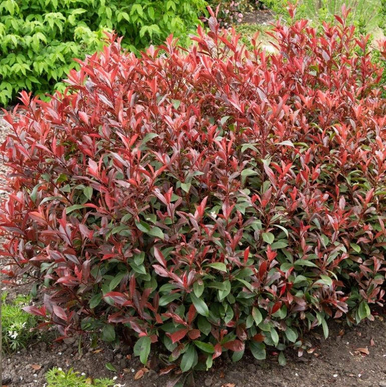 Korallberkenye (Photinia x fraseri 'Carre Rouge')