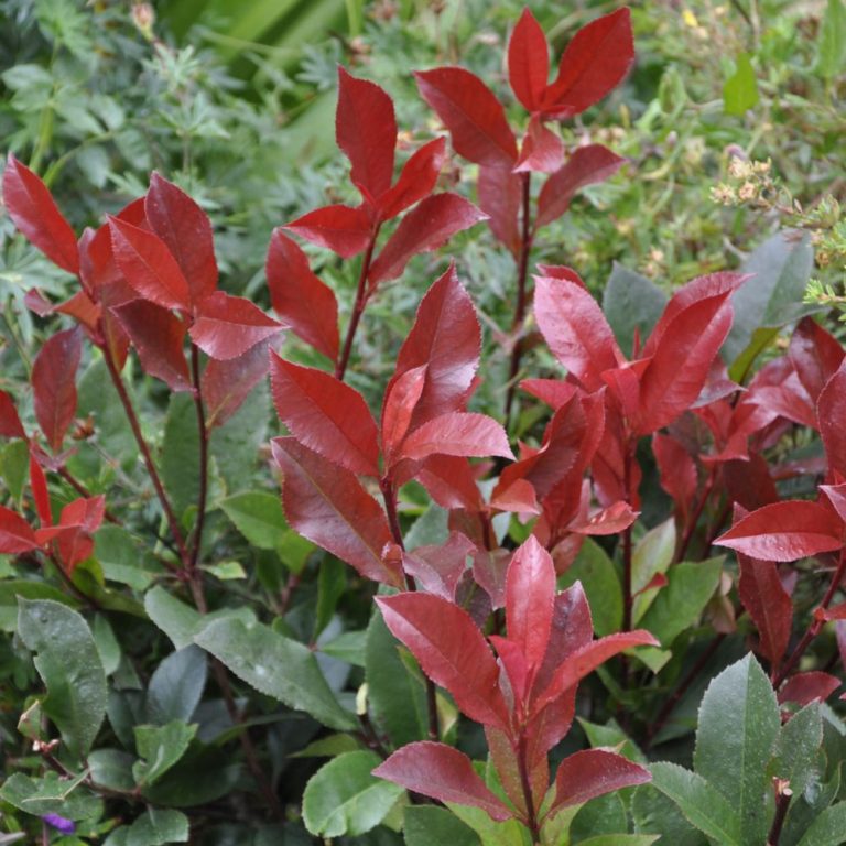 Korallberkenye (Photinia x fraseri 'Carre Rouge')