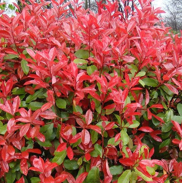 Korallberkenye (Photinia 'Red Select')