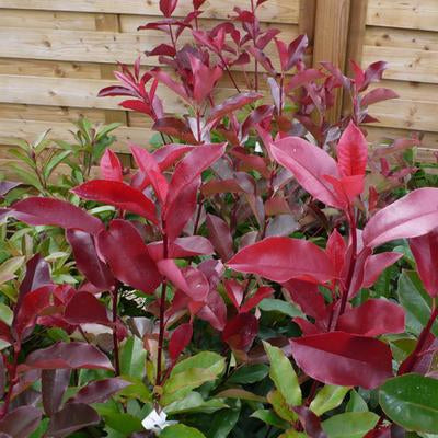 Korallberkenye (Photinia 'Red Select')