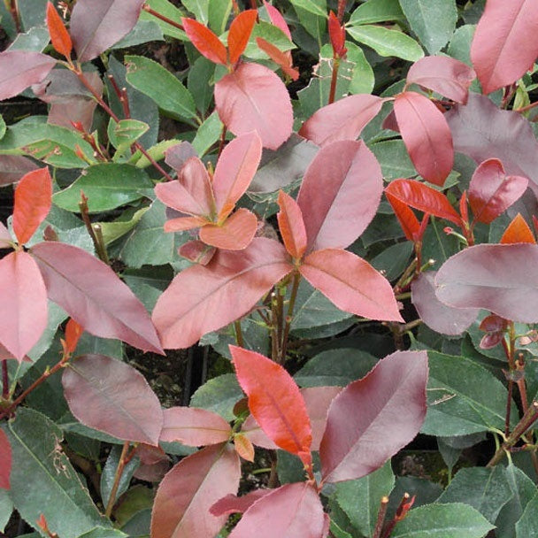 Korallberkenye (Photinia 'Red Select')