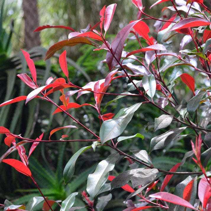 Korallberkenye (Photinia 'Red Select')