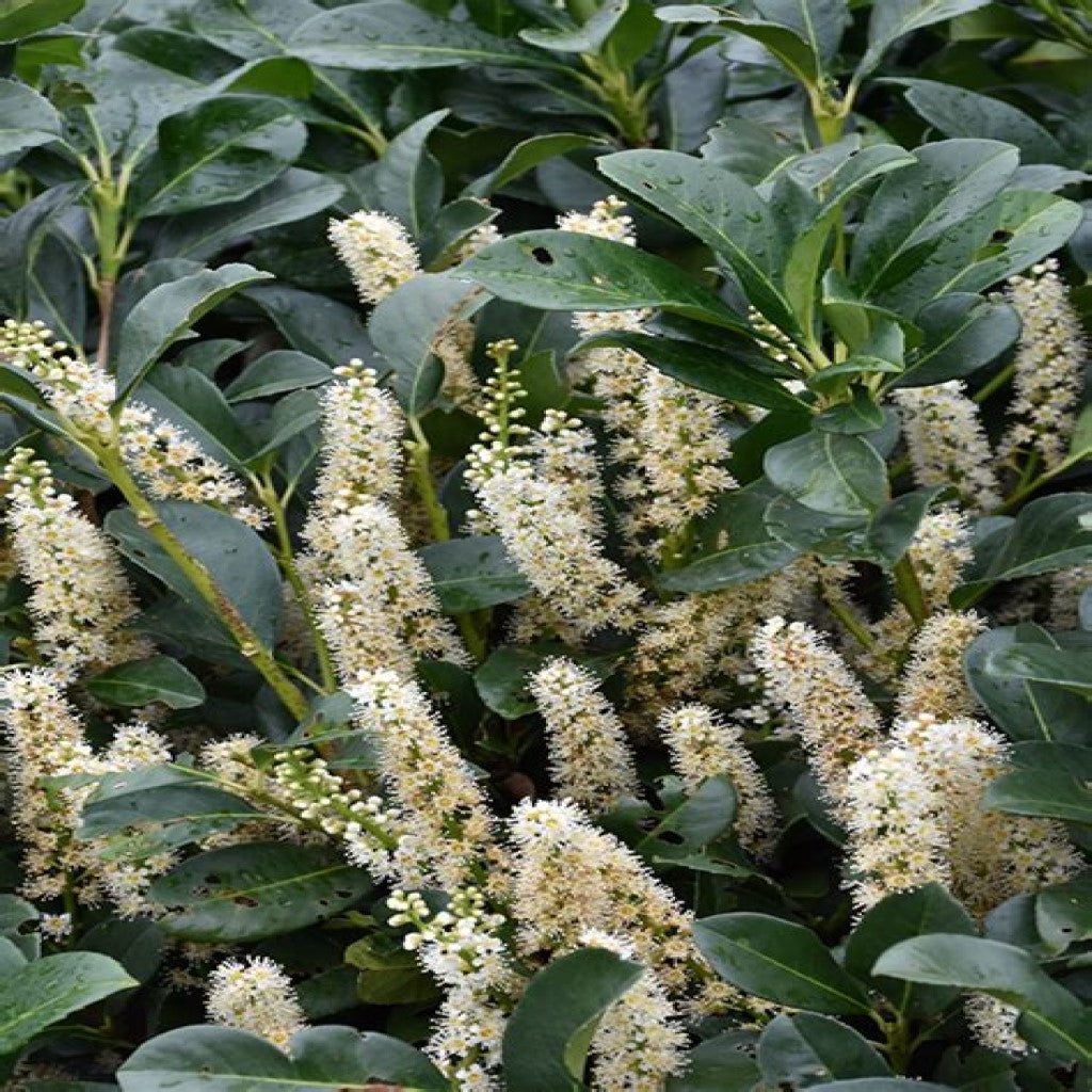 Babérmeggy (Prunus laurocerasus 'Etna')