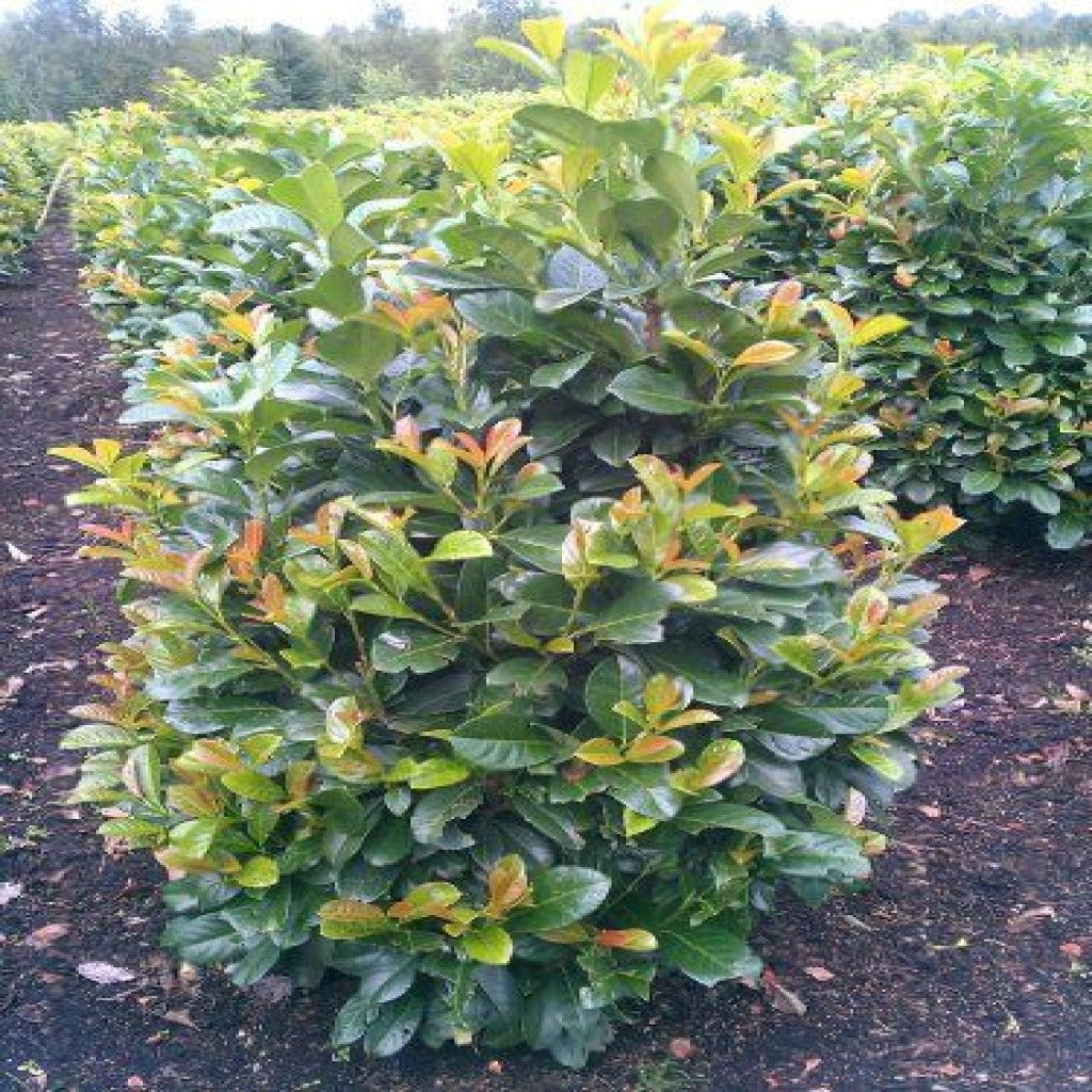 Babérmeggy (Prunus laurocerasus 'Etna')
